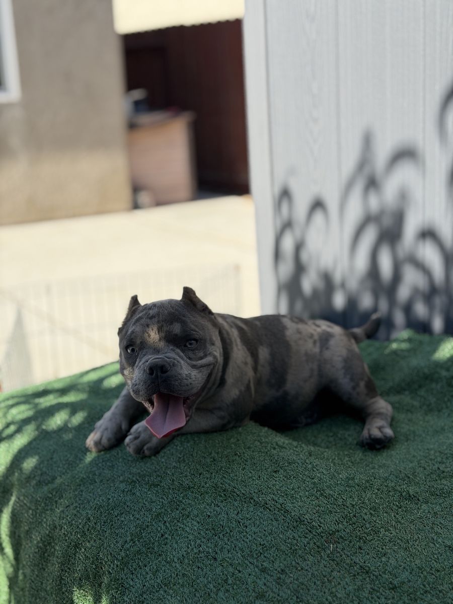 Micro bully