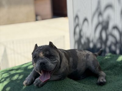 Micro bully