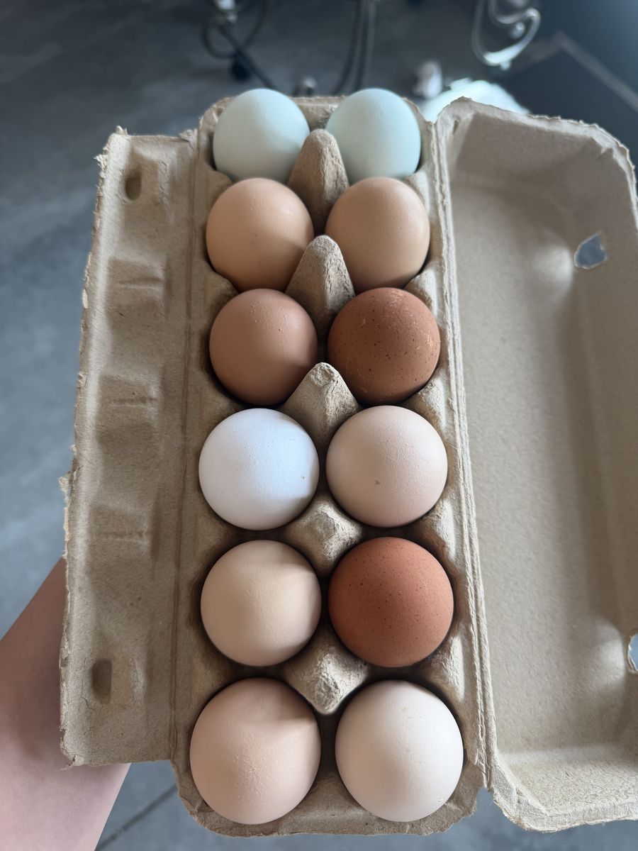 Farm Fresh Eggs From Organically-fed Hens