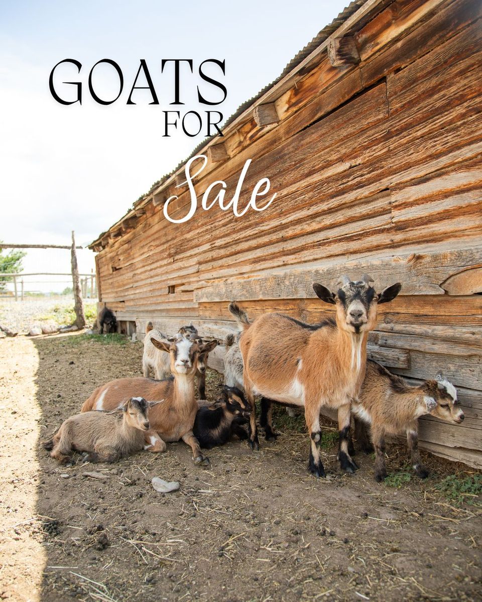 Nigerian Pygmy Goats
