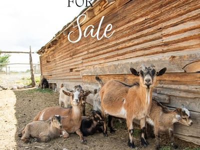 Nigerian Pygmy Goats