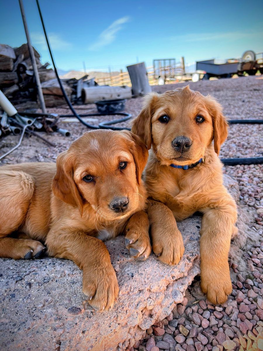 AKC Dark Red Field-bred Retriever - Male