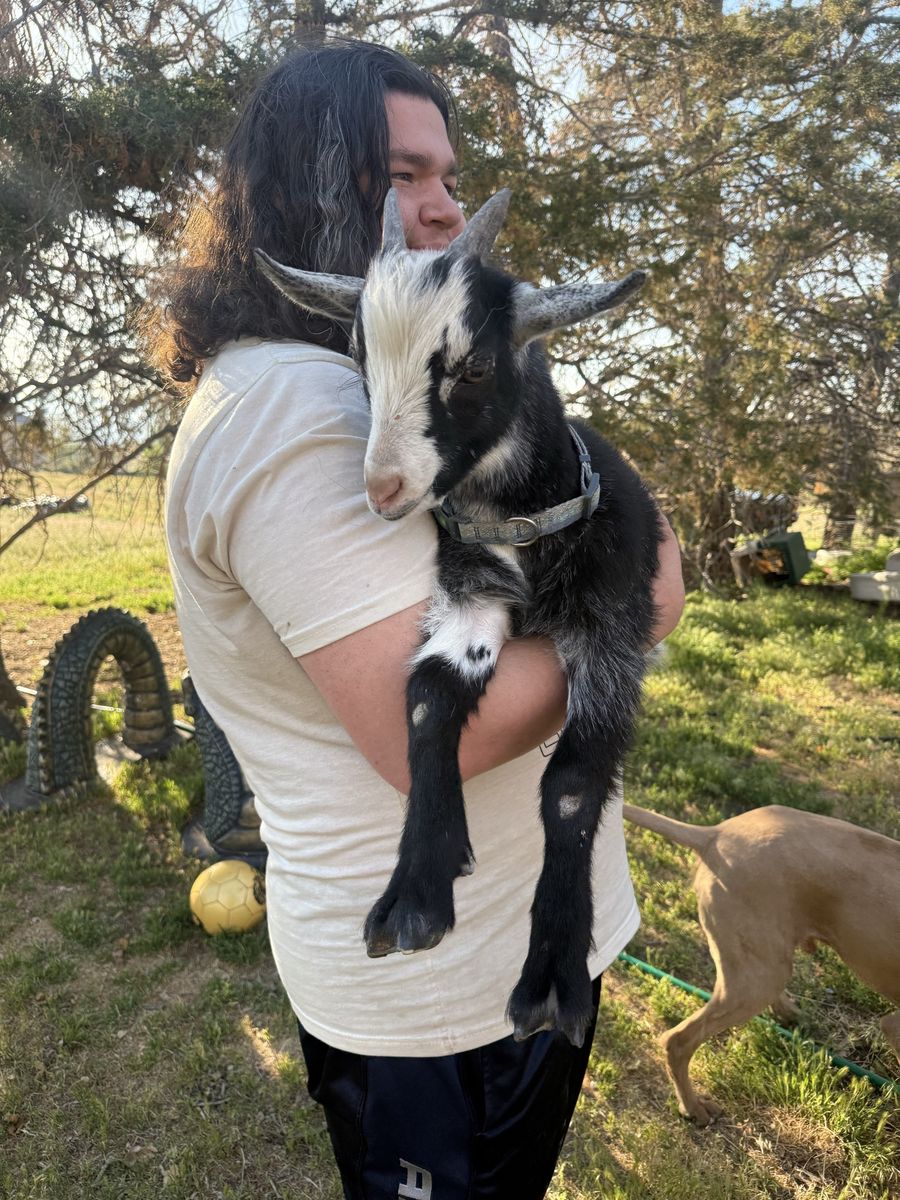12 Week Old Buckling - Valentino