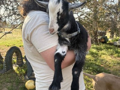12 Week Old Buckling - Valentino