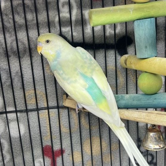 Adult Parakeets