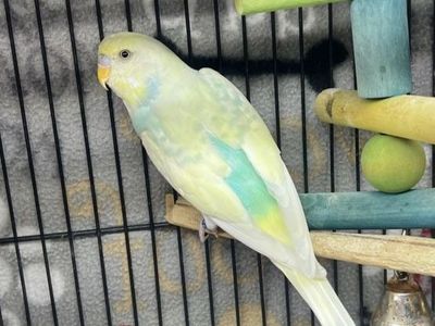 Adult Parakeets