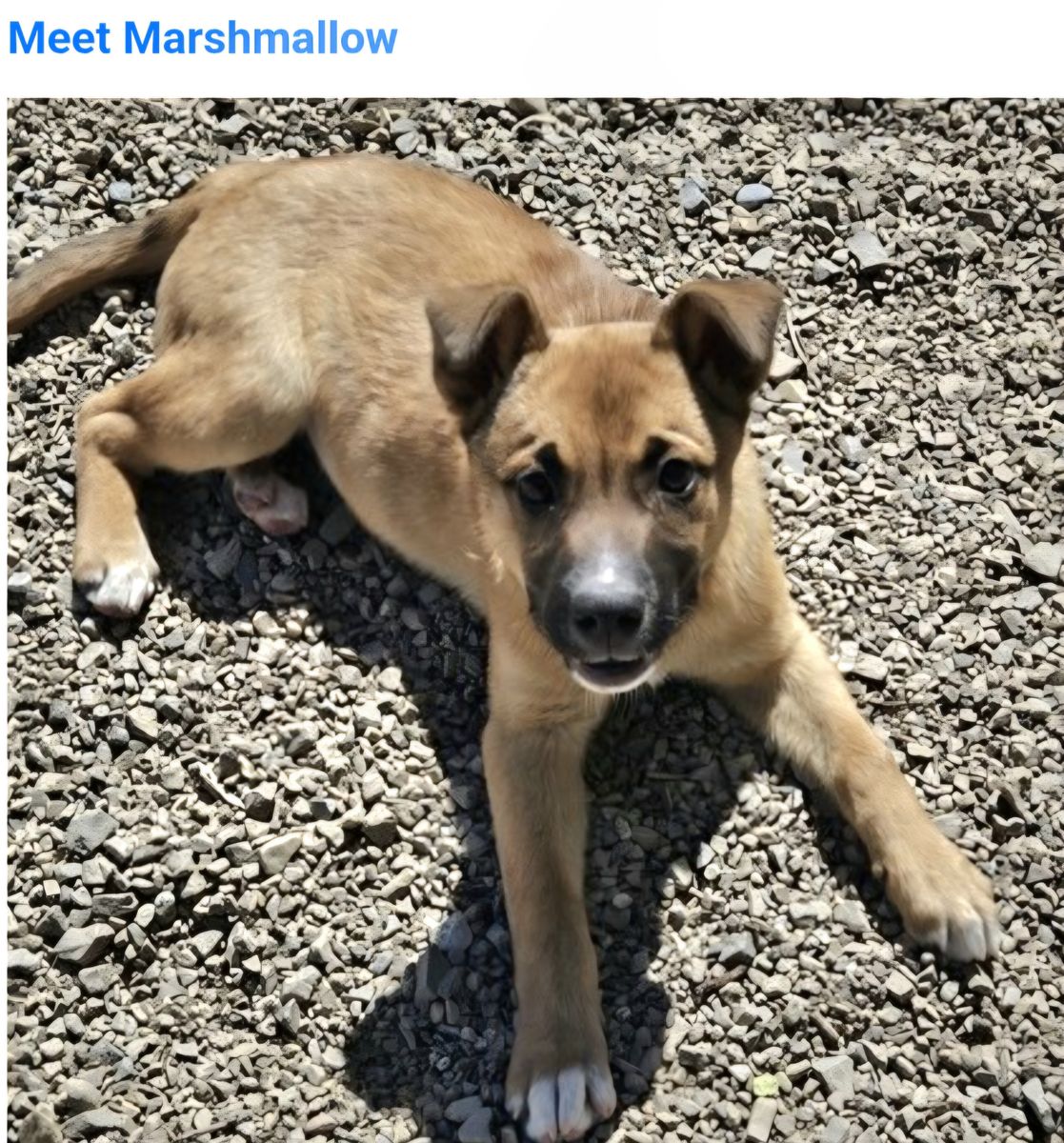 Marshmellow,  Australian shepherd mix puppy