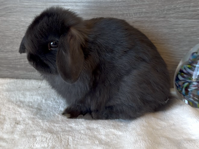 Calm Holland Lop Buck