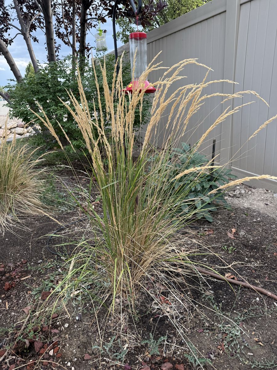 Ornamental / Decorative Grass Plants