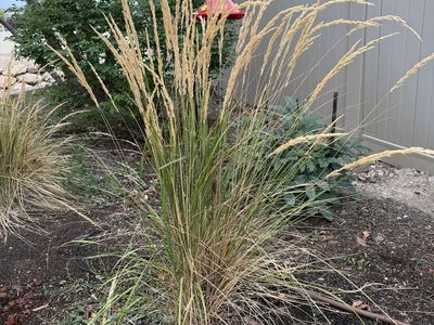 Ornamental / Decorative Grass Plants