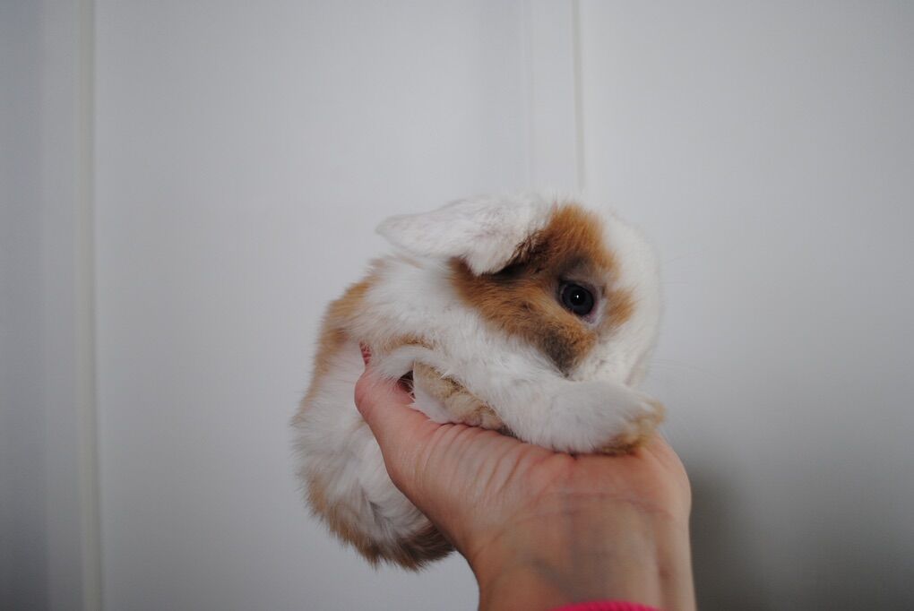 Holland Lop Buck
