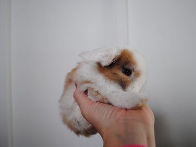 Holland Lop Buck