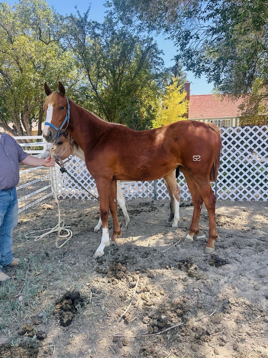 2025 AQHA Filly (PYC, Curlin, Corona Cartel)