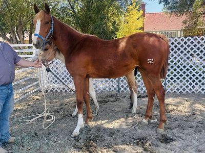 2025 AQHA Filly (PYC, Curlin, Corona Cartel)