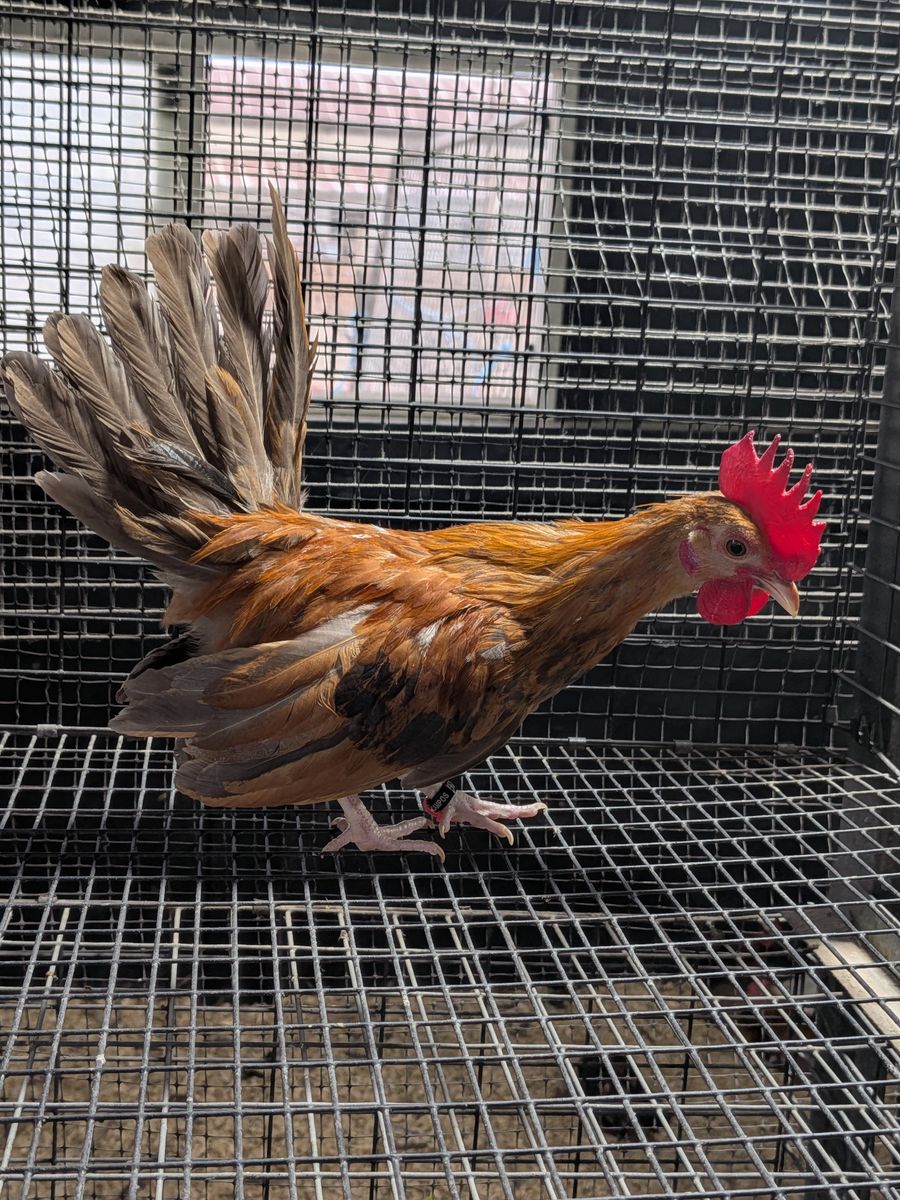 Beautiful rare fawn golden cockerel