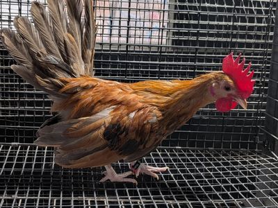Beautiful rare fawn golden cockerel