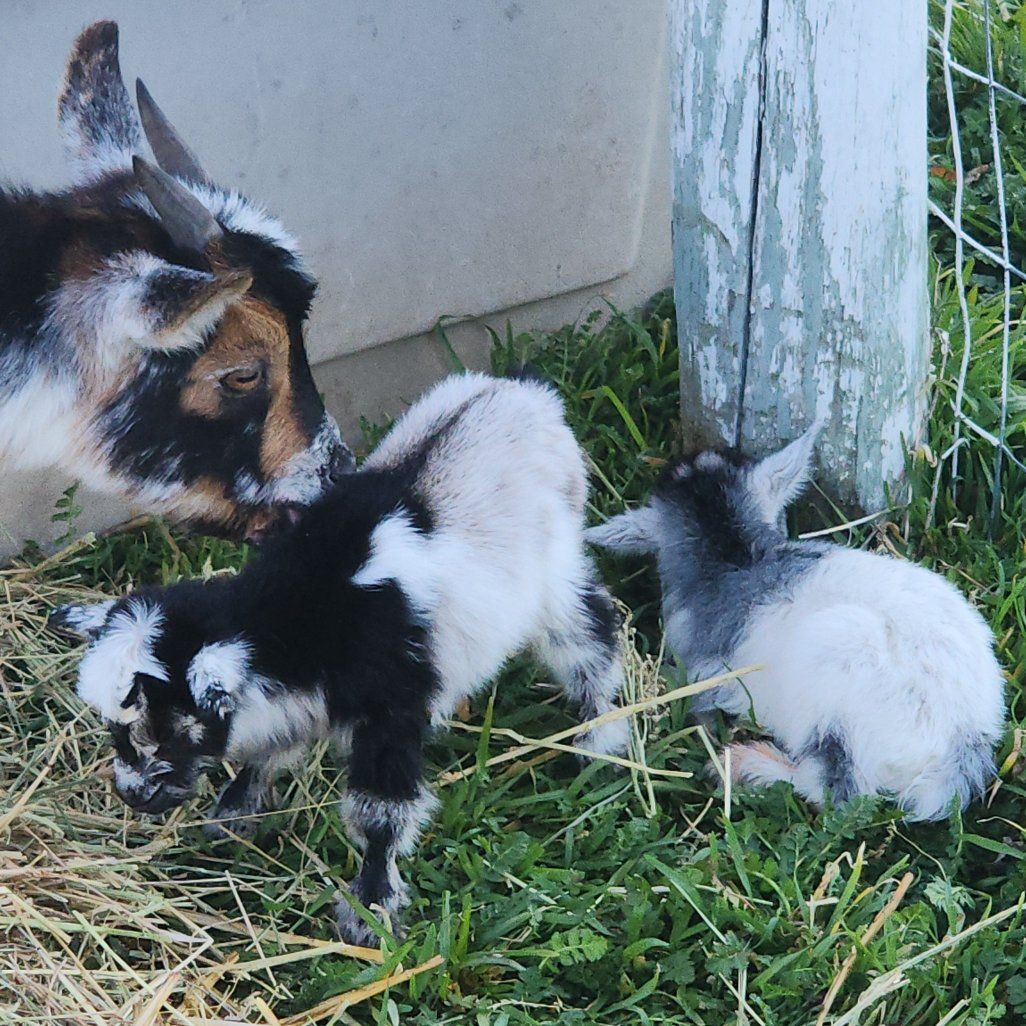 Free Nigerian dwarf baby goats