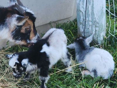 Free Nigerian dwarf baby goats