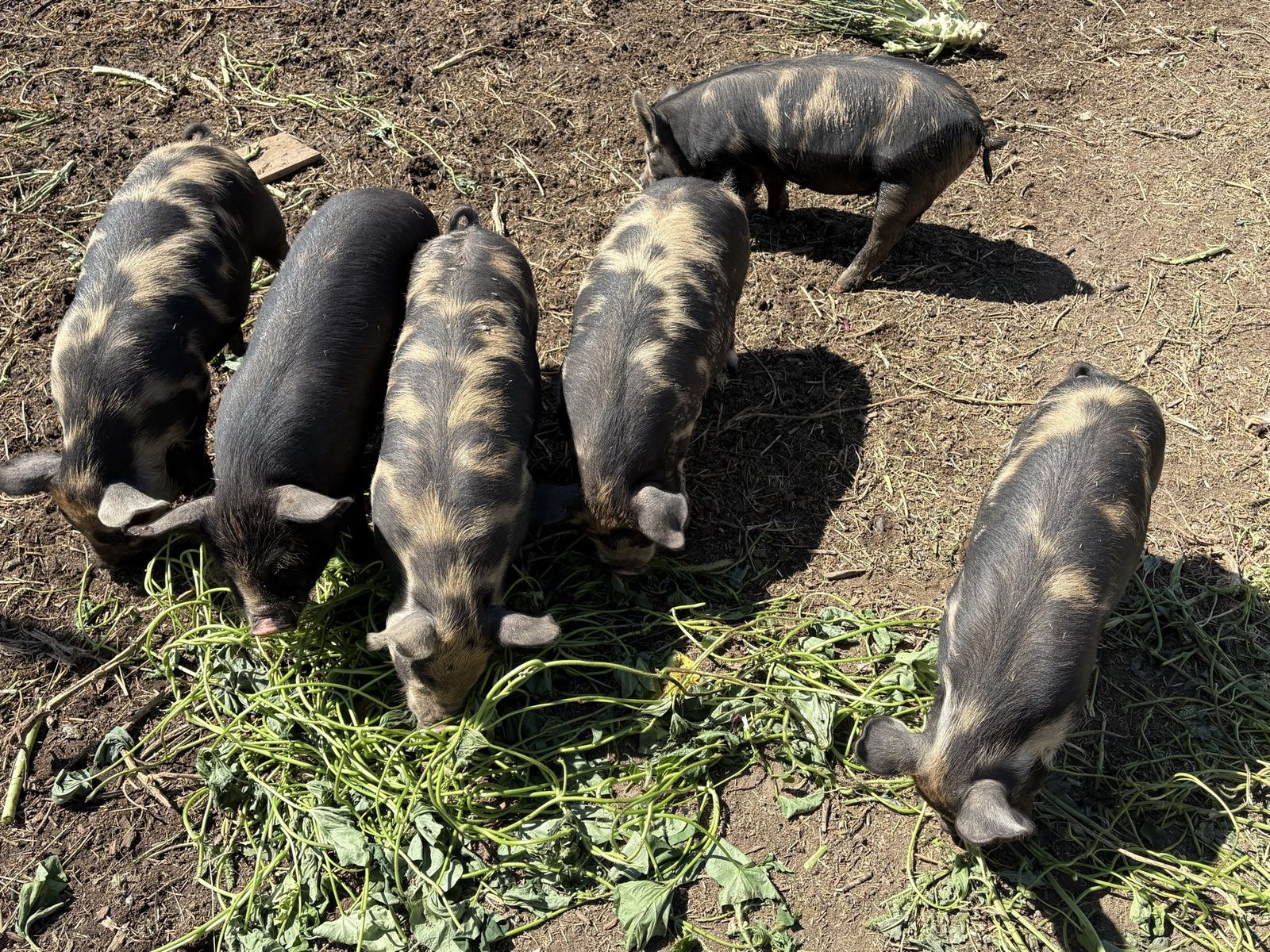 Piglets