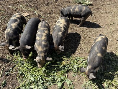 Piglets