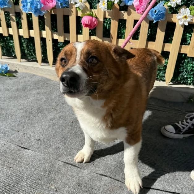 Hello my name is Baxter