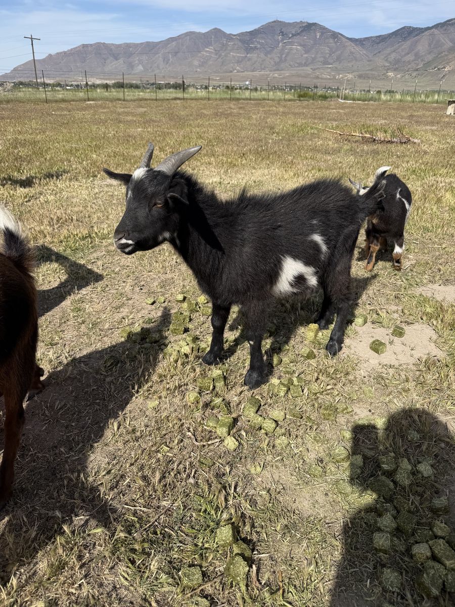 1 year old Nigerian dwarf wether