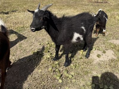1 year old Nigerian dwarf wether
