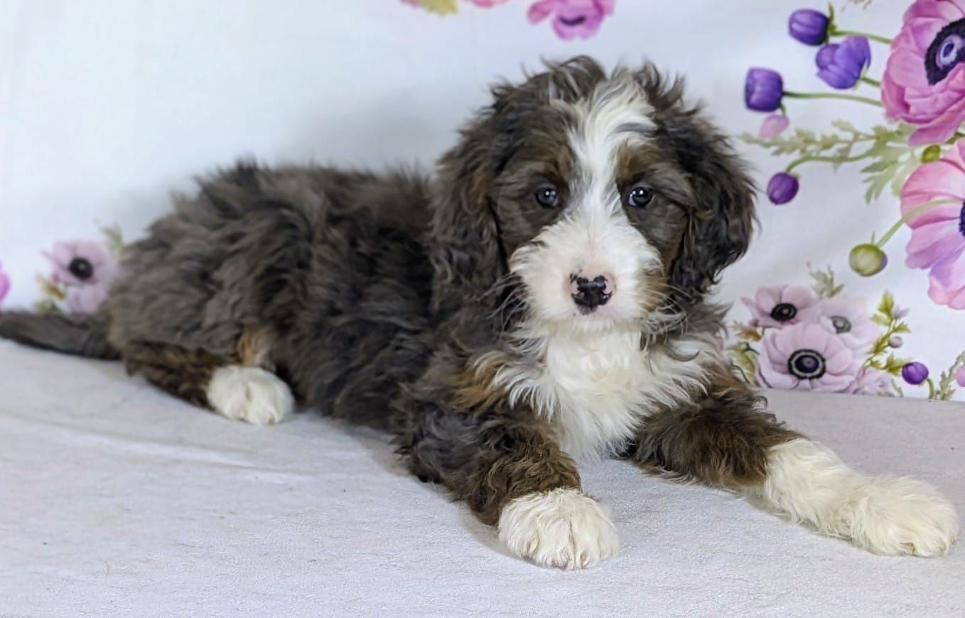 Girl Allie - Mini Bernedoodle $2400