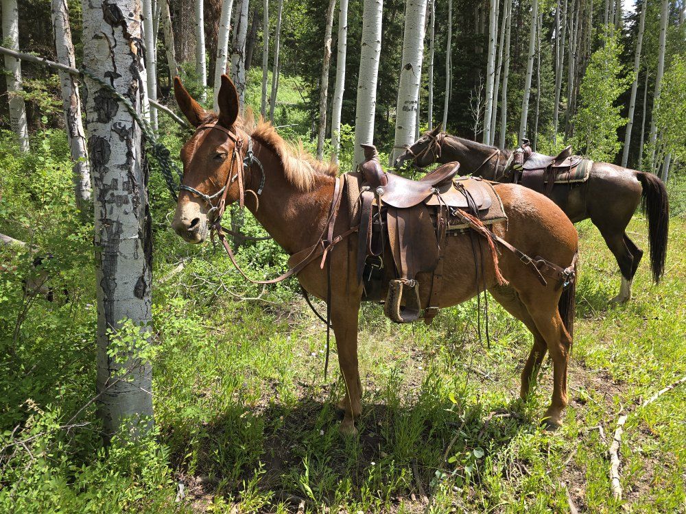 Gaited Mule