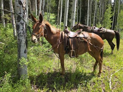 Gaited Mule