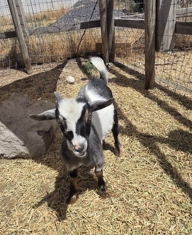 Wether Nigerian Dwarf Goat for Sale