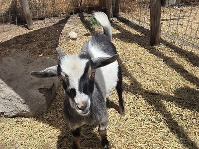 Wether Nigerian Dwarf Goat for Sale