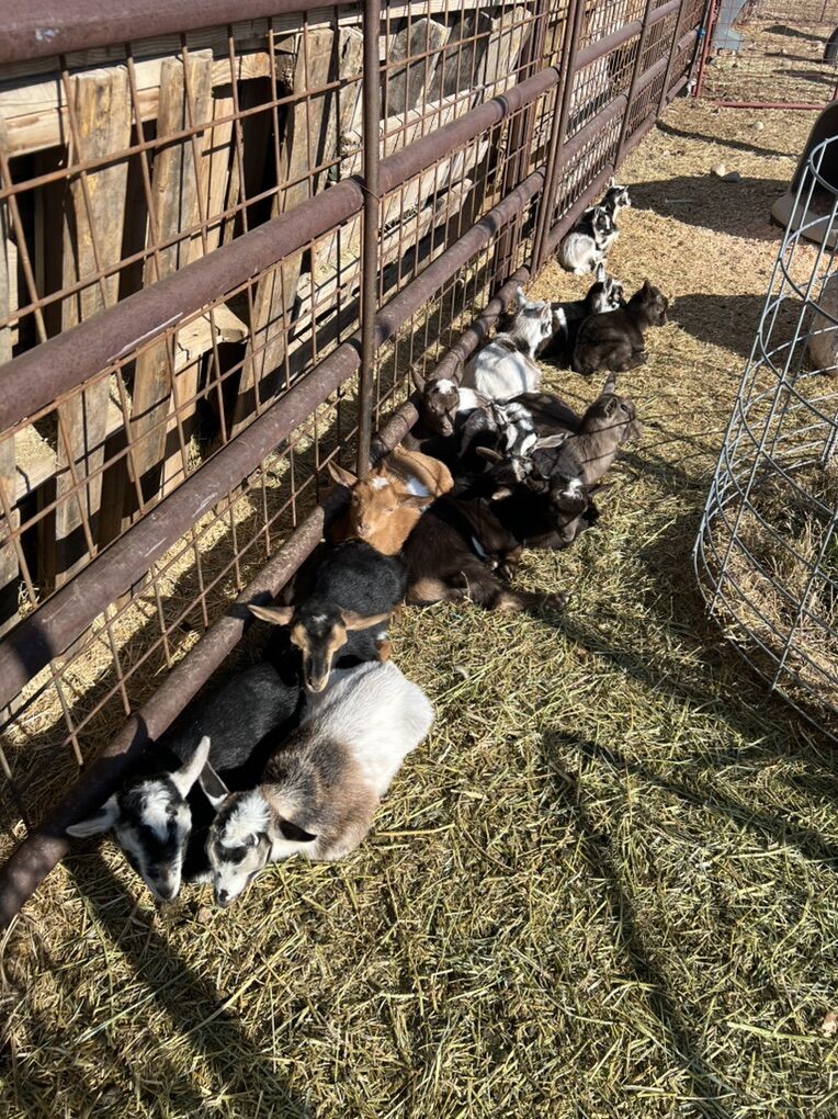 PB Nigerian Dwarf Goat Kids