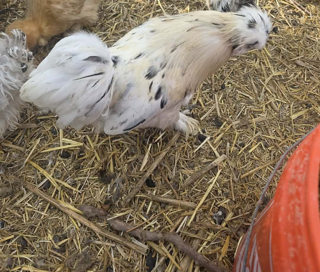 Satin silkie roos and 1 cochin