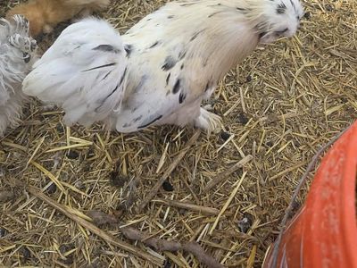 Satin silkie roos and 1 cochin