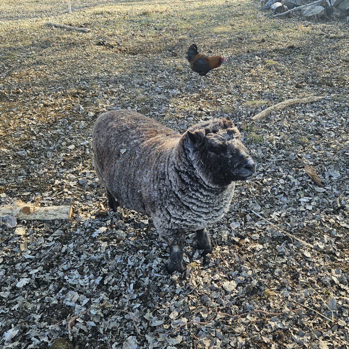 baby doll sheep, ram, 5 years old