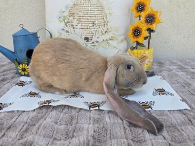 Blue Tort English Lop Doe