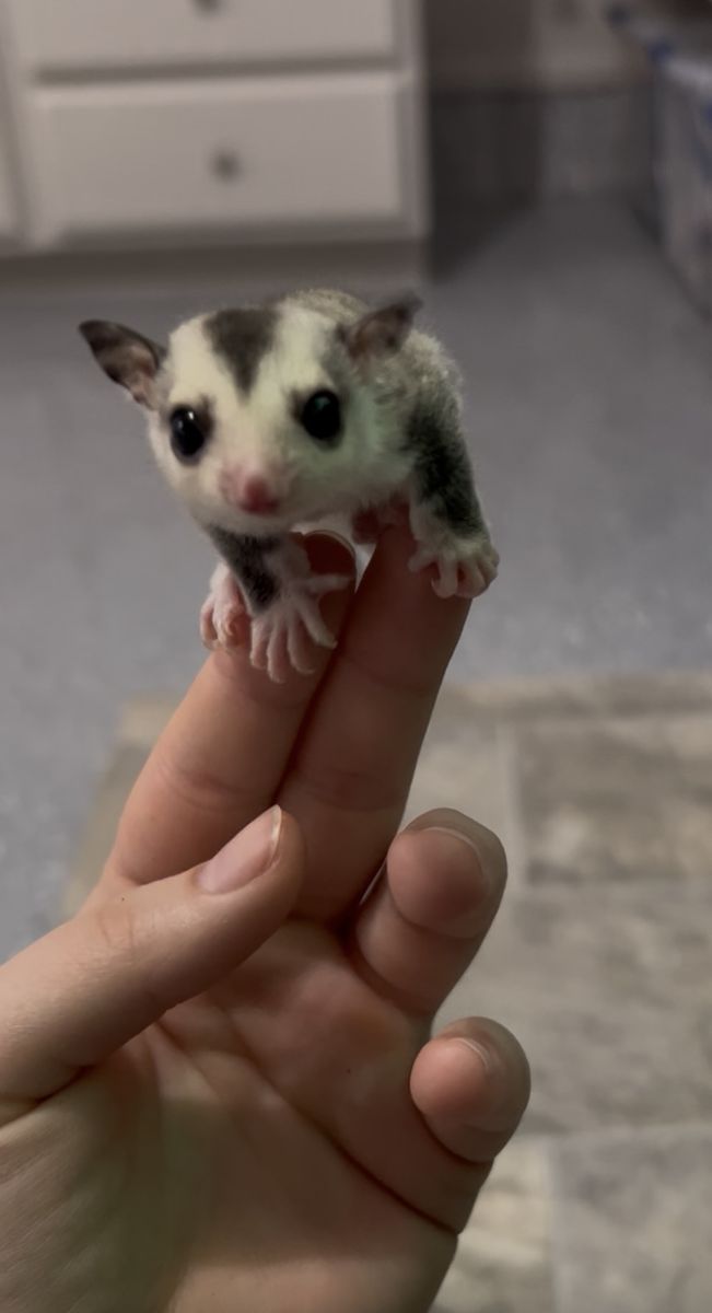 Mosaic Male Sugar Glider For Sale!!!!