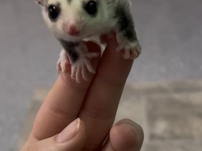 Mosaic Male Sugar Glider For Sale!!!!