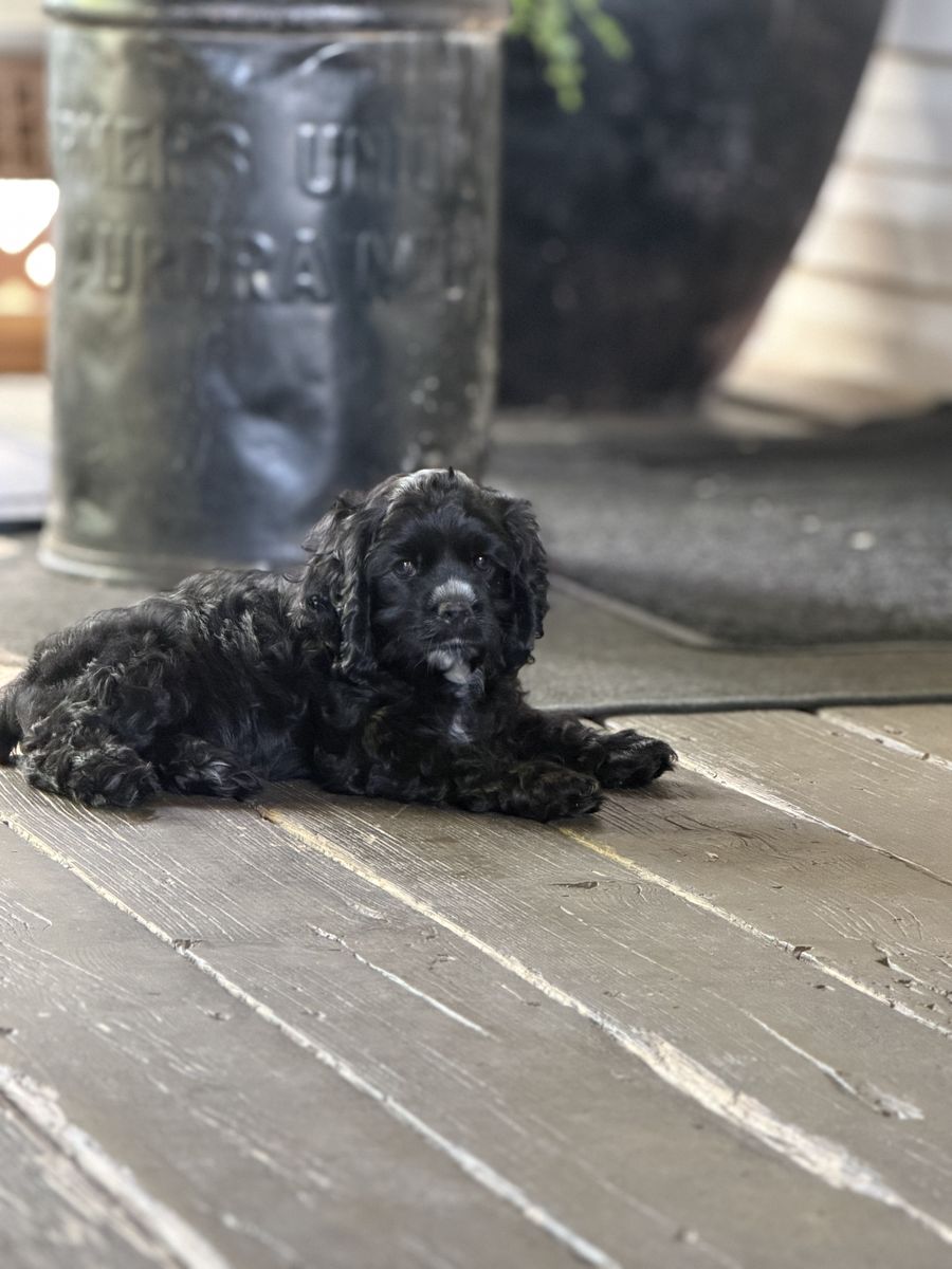 COCKER SPANIELS