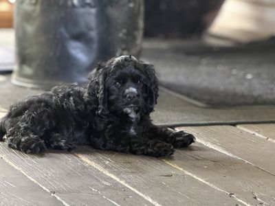 COCKER SPANIELS