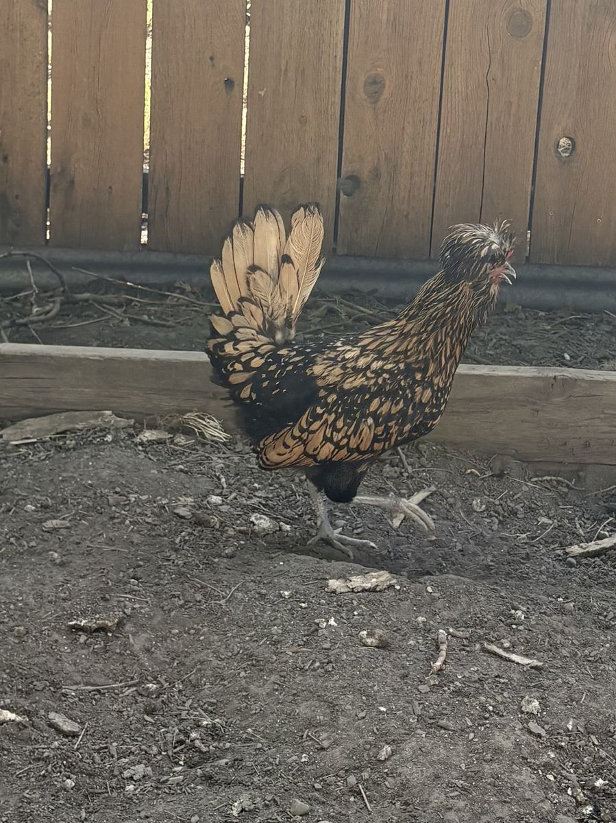 Free Polish Bantam chicken, gold laced