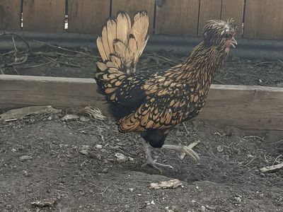 Free Polish Bantam chicken, gold laced