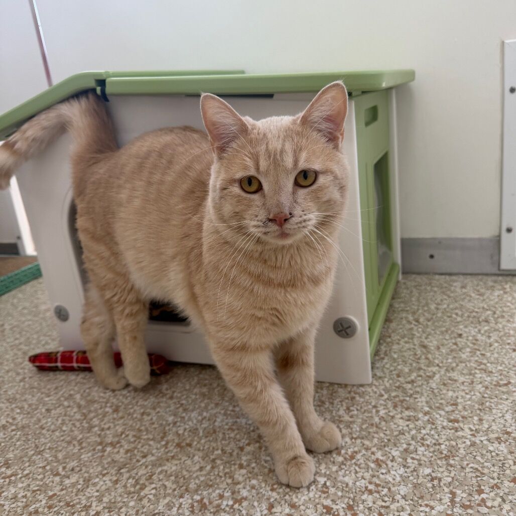 Hello my name is Tripp