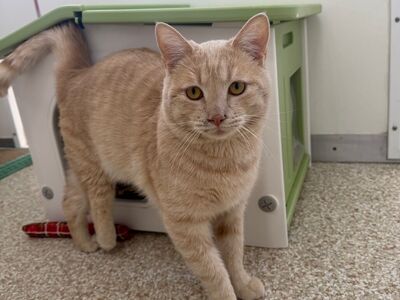 Hello my name is Tripp