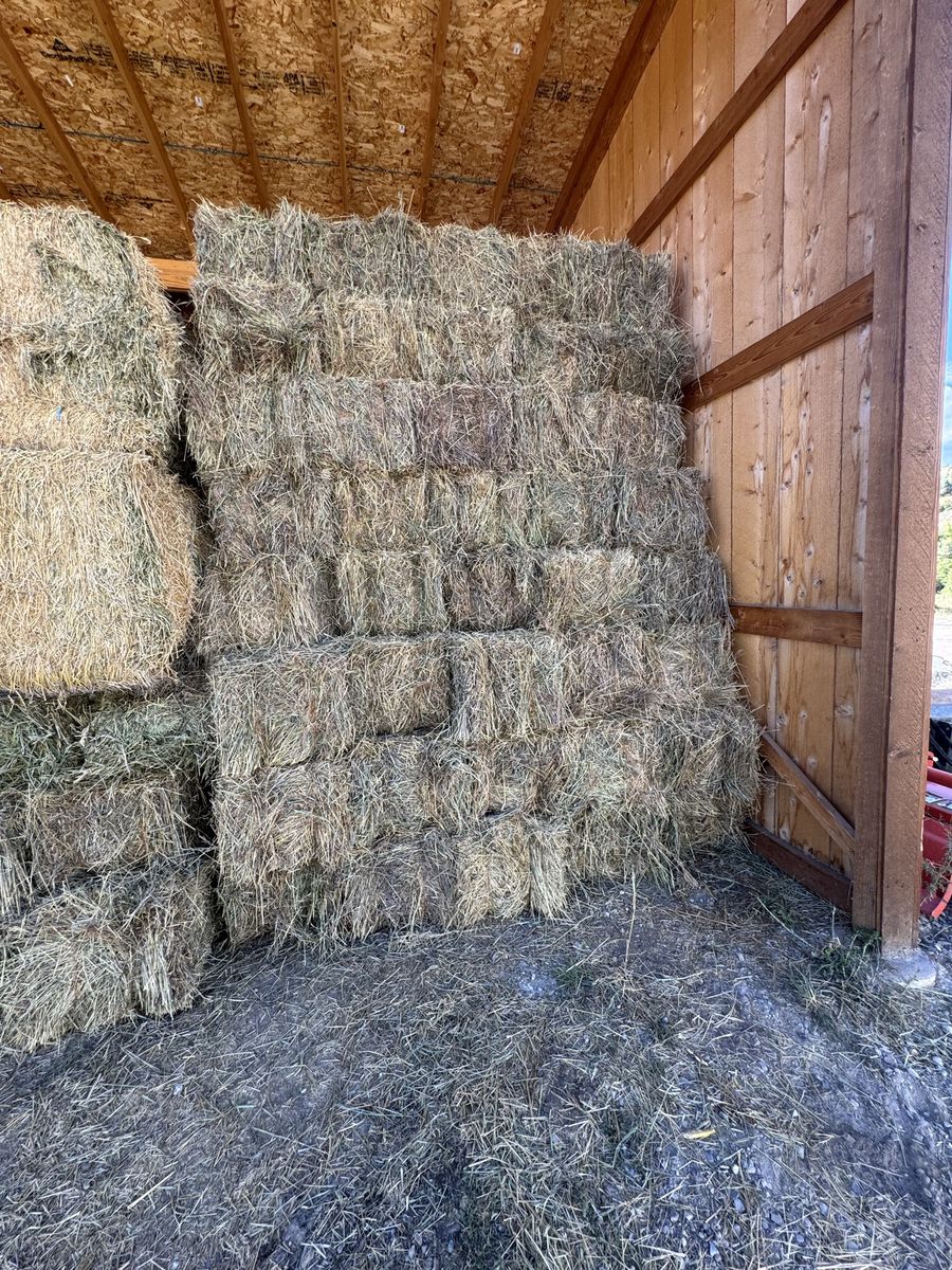Grass Hay No Weeds