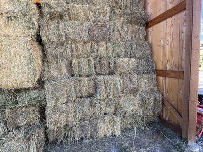 Grass Hay No Weeds