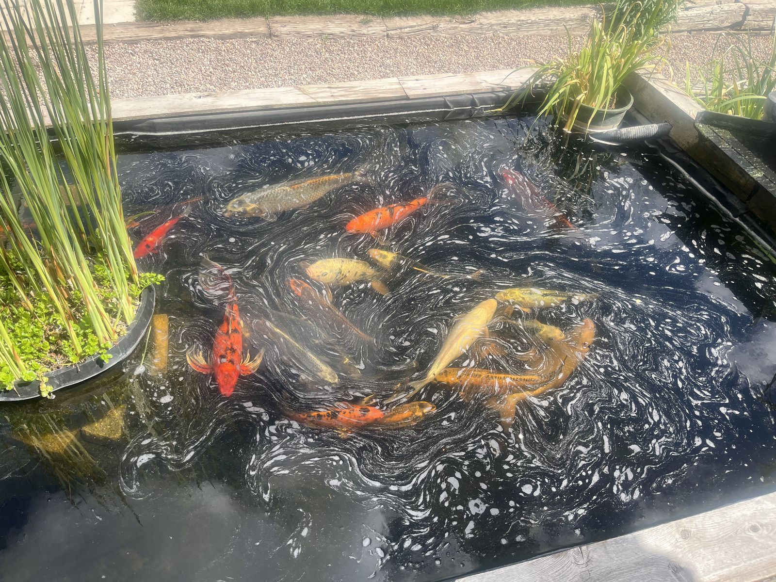 Koi & Large Goldfish