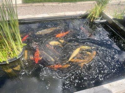Koi & Large Goldfish