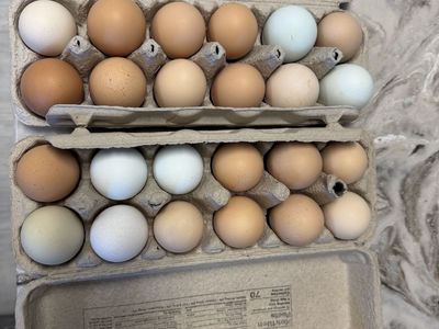 Hatching or Eating Eggs